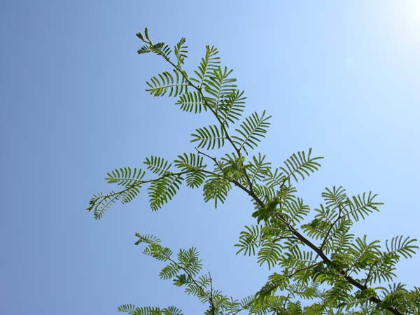 acacia hebeclada 03