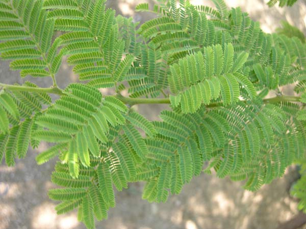 acacia hebeclada 04