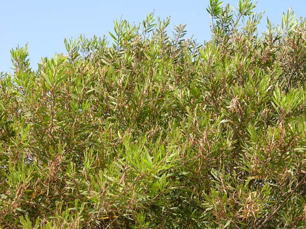 acacia longifolia 01