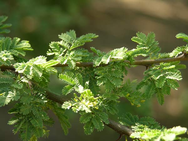 acacia tortilis 01