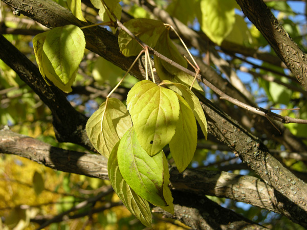 acanthopanax sessiliflorus 01