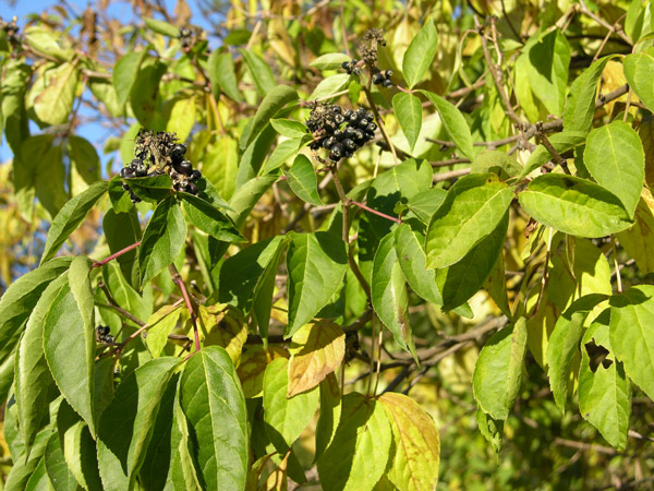 acanthopanax sessiliflorus 03