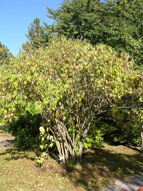 acanthopanax sessiliflorus 04