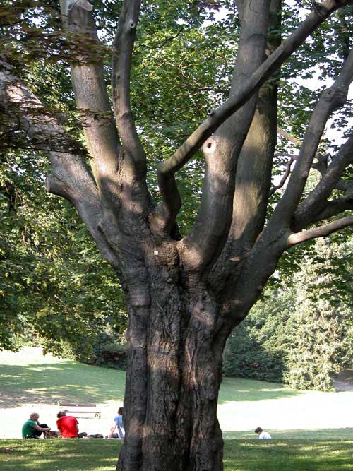 acer cappadocicum 05