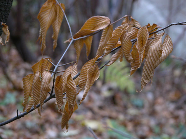 acer carpinifolium 01