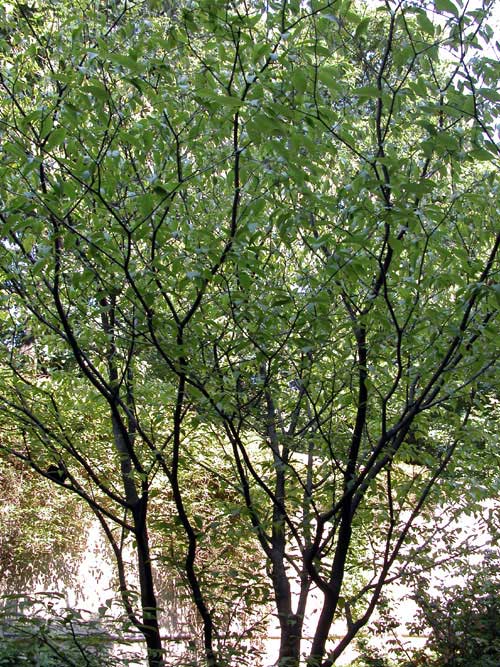 acer carpinifolium 04