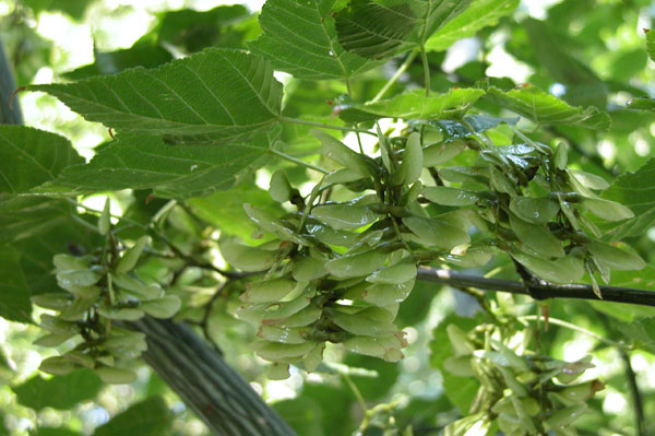 acer grosseri 09