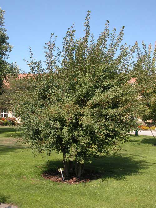 acer monspessulanum 01
