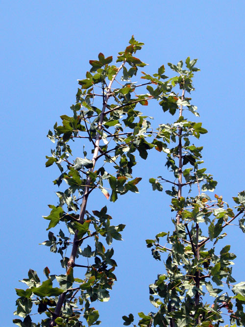 acer monspessulanum 02