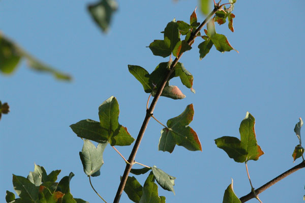 acer monspessulanum 03