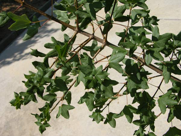 acer monspessulanum 05