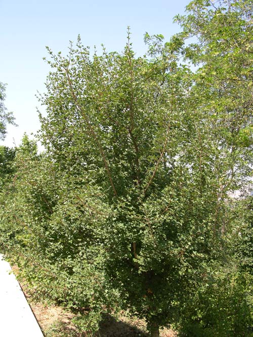 acer monspessulanum 06