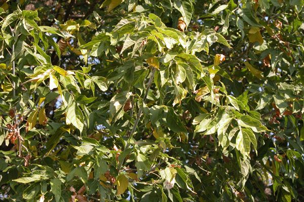 acer negundo 01