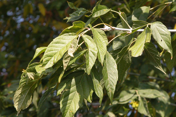 acer negundo 02
