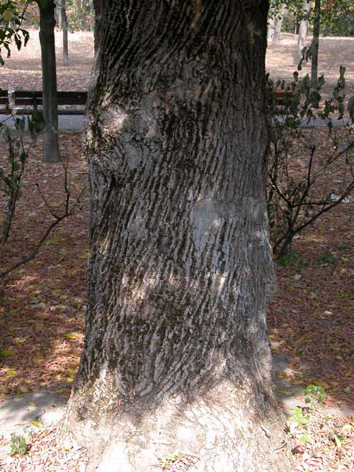 acer negundo 03