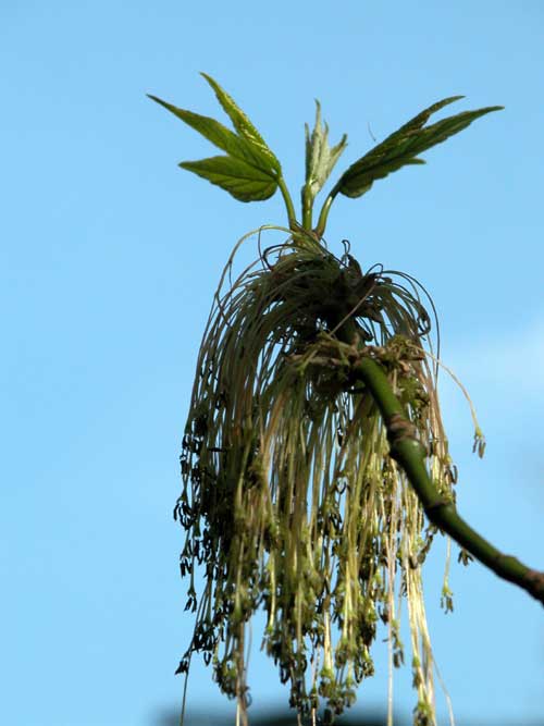 acer negundo 06