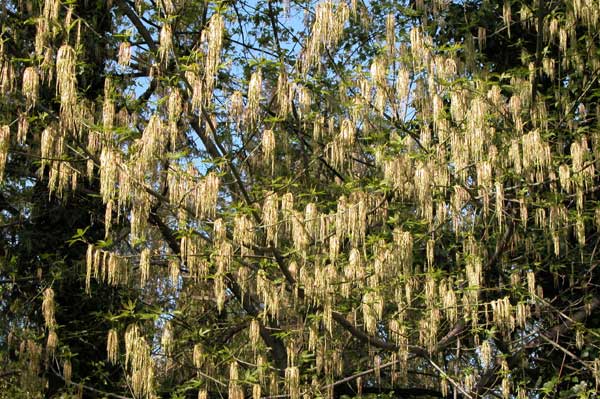 acer negundo 07