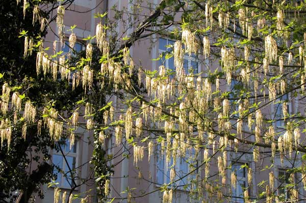 acer negundo 08