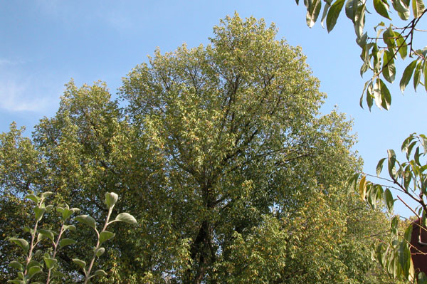 acer negundo 09