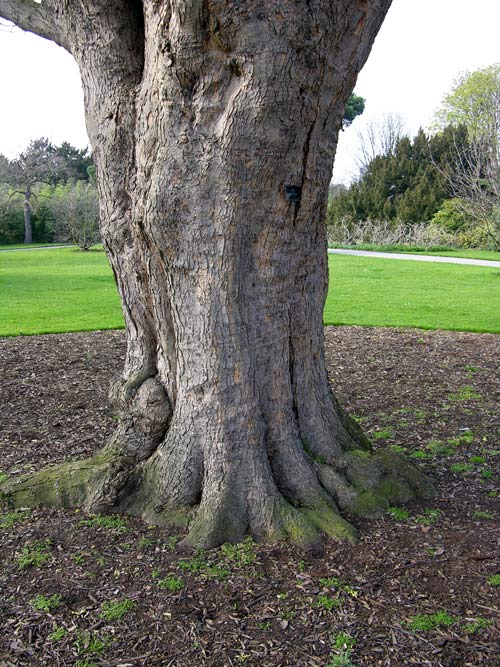 acer obtusatum 04