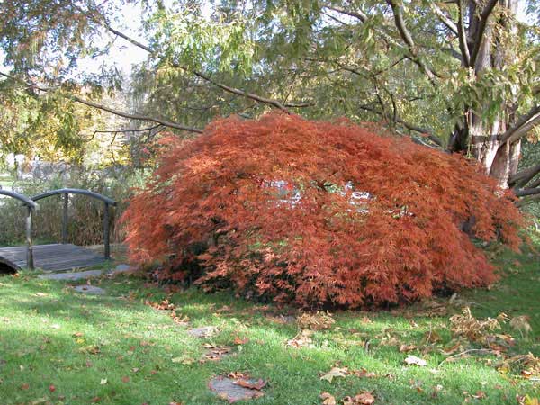 acer palmatum 01