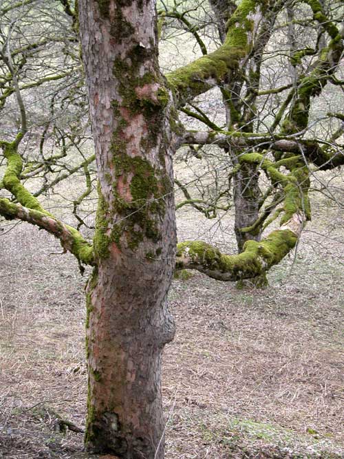 acer pseudoplatanus 12