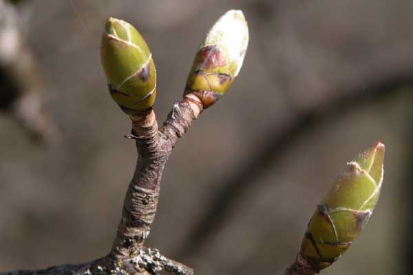 acer pseudoplatanus 18