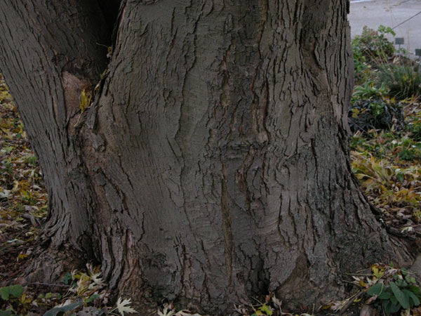 acer saccharinum 01