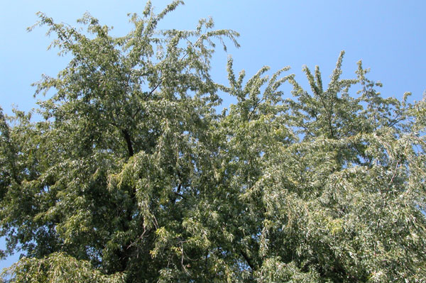 acer saccharinum 04