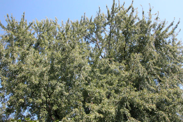 acer saccharinum 05