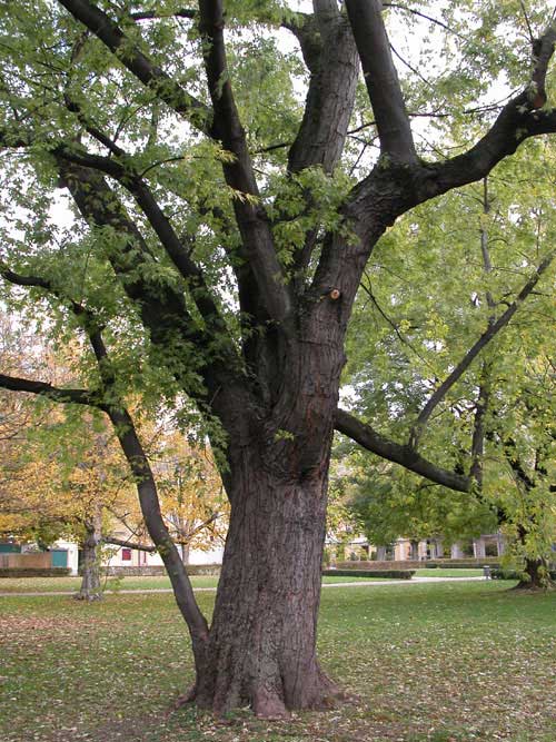 acer saccharinum 06