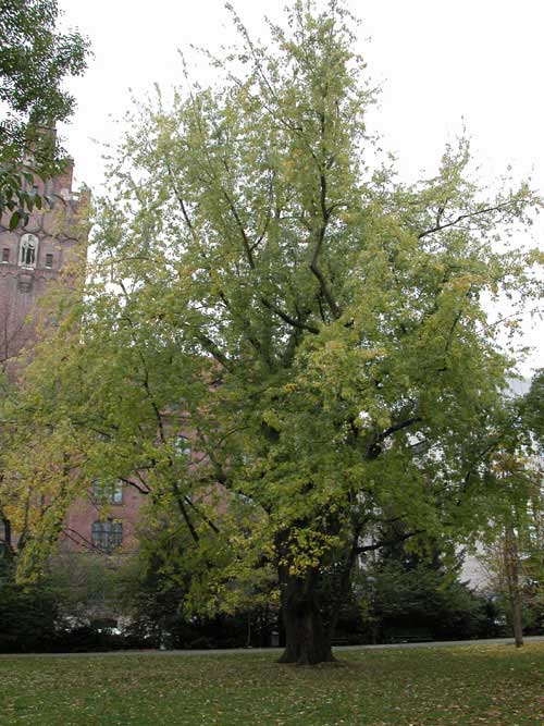 acer saccharinum 07