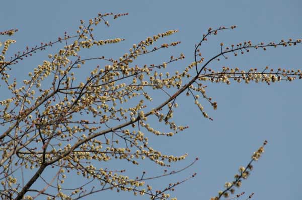 acer saccharinum 08