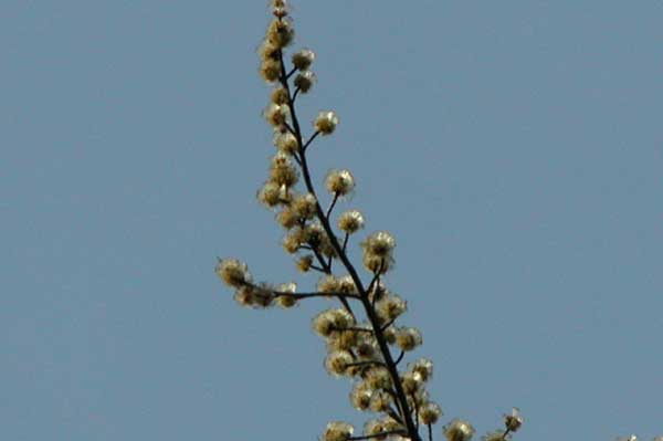 acer saccharinum 09