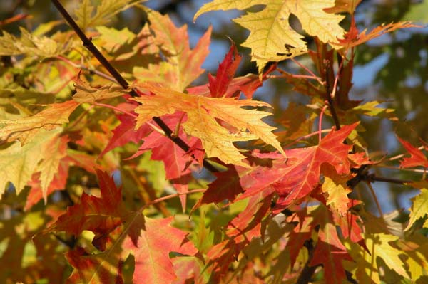 acer saccharinum 10