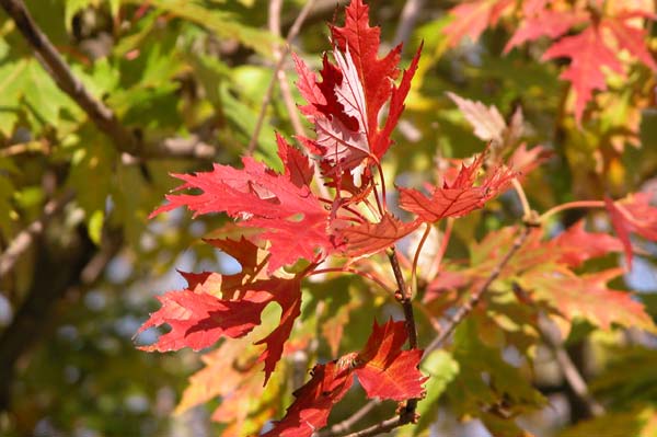 acer saccharinum 11