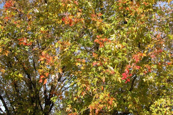 acer saccharinum 12