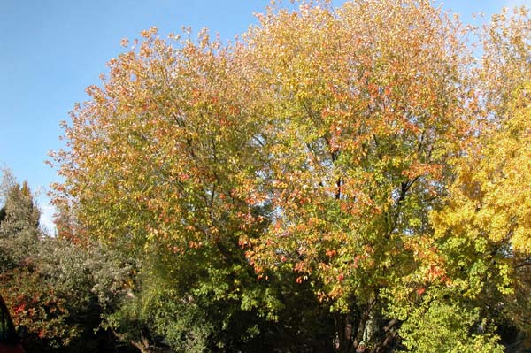 acer saccharinum 13