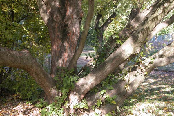 acer saccharinum 14