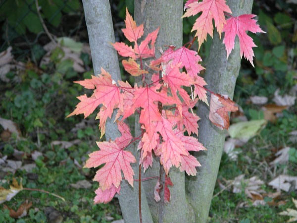 acer saccharinum 15