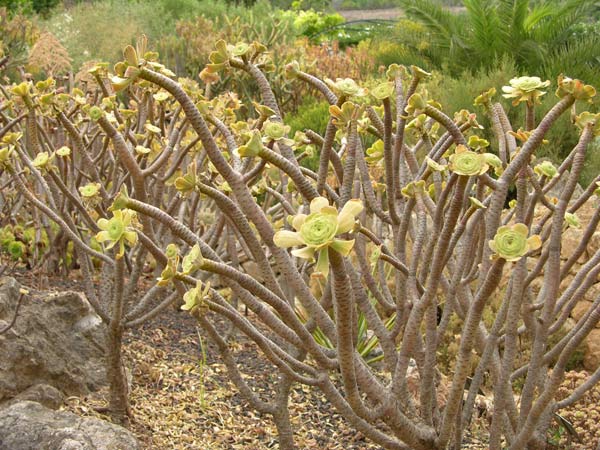 aeonium holochrysum 01