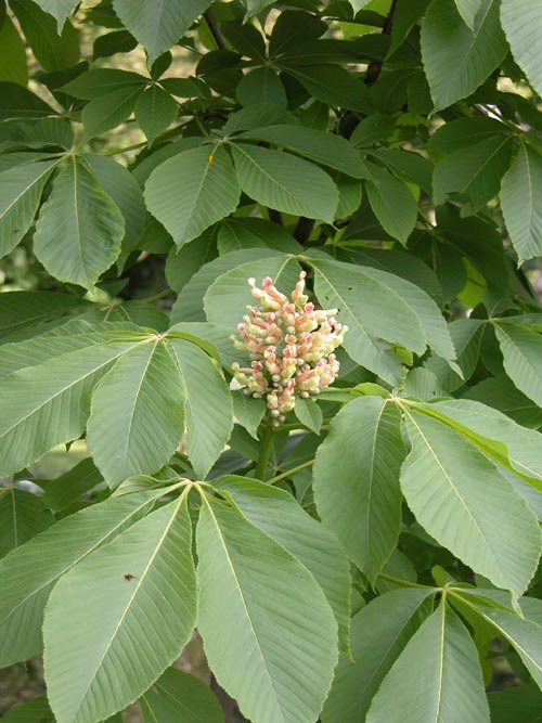 aesculus flava 01