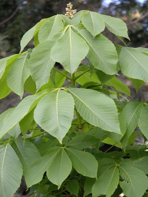 aesculus flava 02