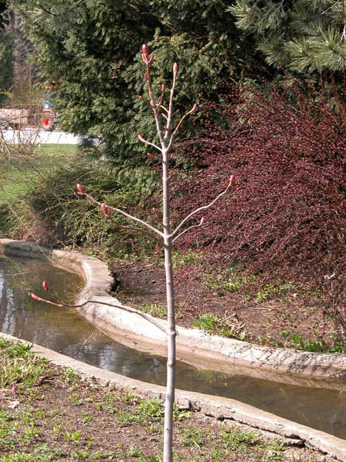 aesculus flava 03