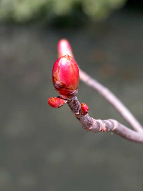 aesculus flava 04