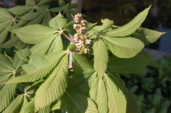 aesculus flava 05