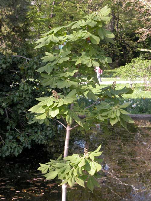 aesculus flava 06