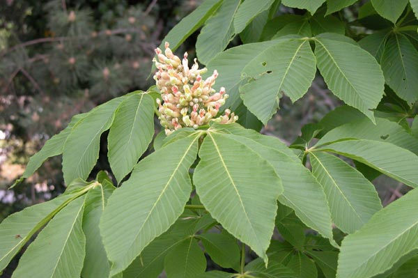 aesculus flava 07