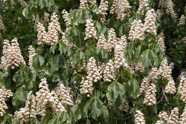 aesculus hippocastanum 01