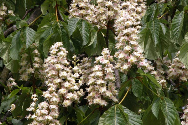 aesculus hippocastanum 02